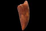 Serrated, Raptor Tooth - Real Dinosaur Tooth #179535-1